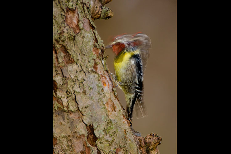 Photo of a woodpecker pecking repeatedly against a tree with its beak