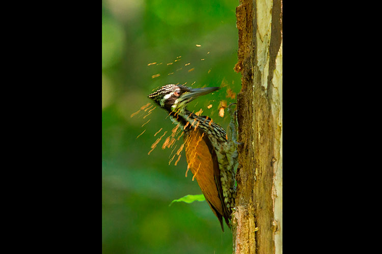 Photo of a woodpecker hittings its beak against a tree