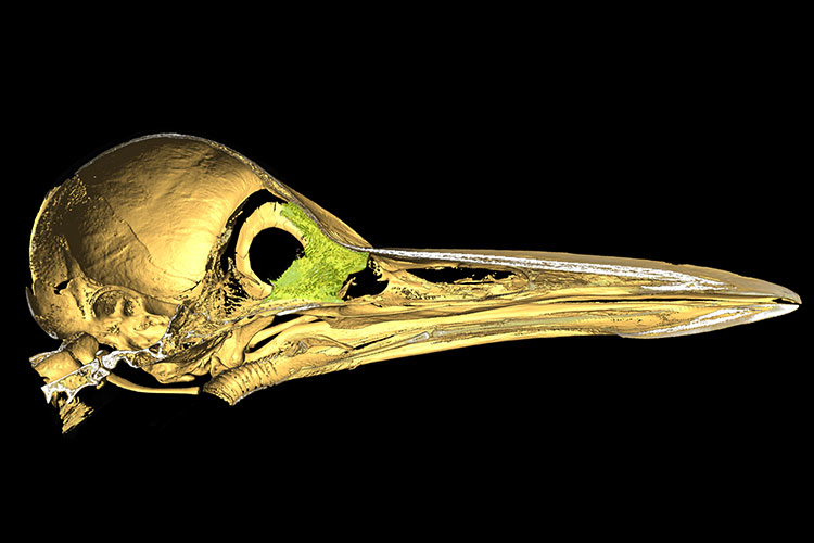 Image of a skeleton head of a woodpecker