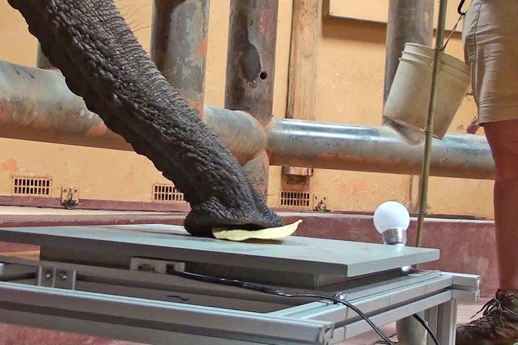 Photo of an elephant trunk picking up an item