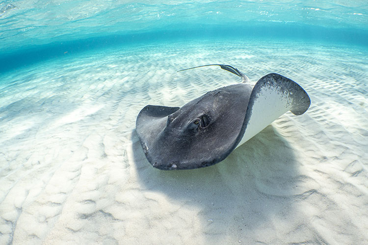 A stingray on the ocean floor