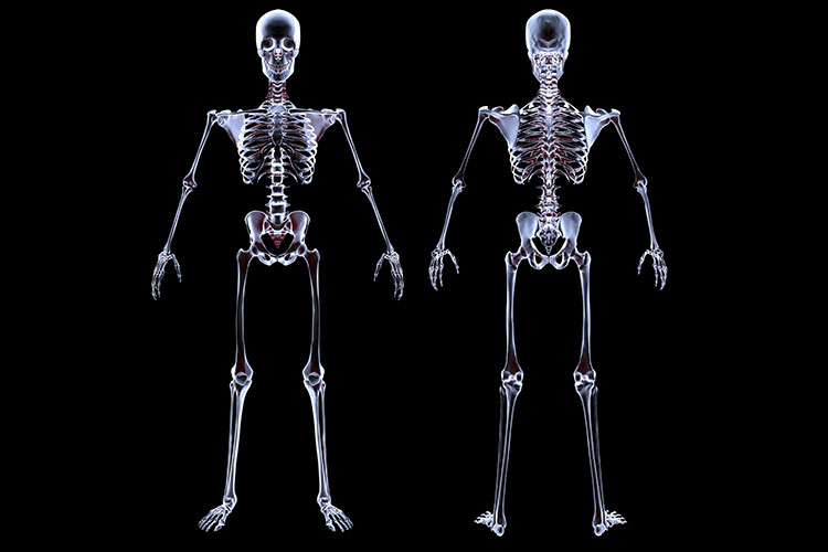 X ray view of the front and back of a human skeleton