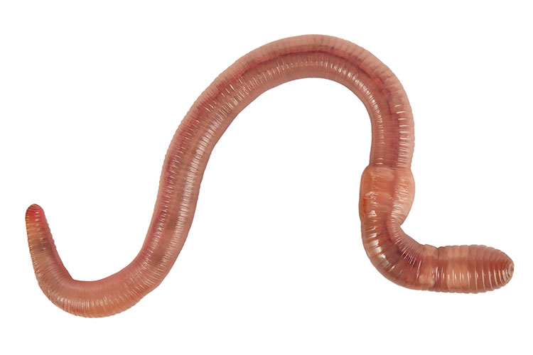 An earthworm