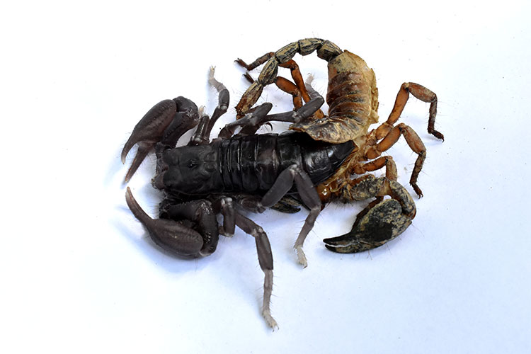 A scorpion shedding its exoskeleton