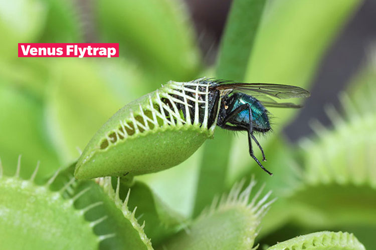 Image of a Venus flytrap catching a fly