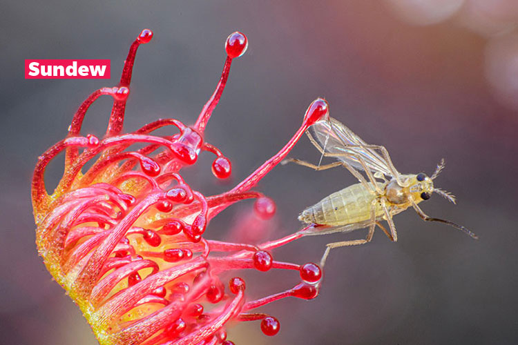 Photo of a red and orange plant with long tendrils catching an insect