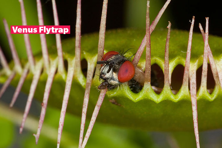 Image of a Venus Flytrap catching a flag and closing its mouth on fly&apos;s head