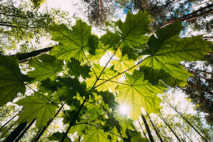 Photo of sunlight shining through translucent green leaves