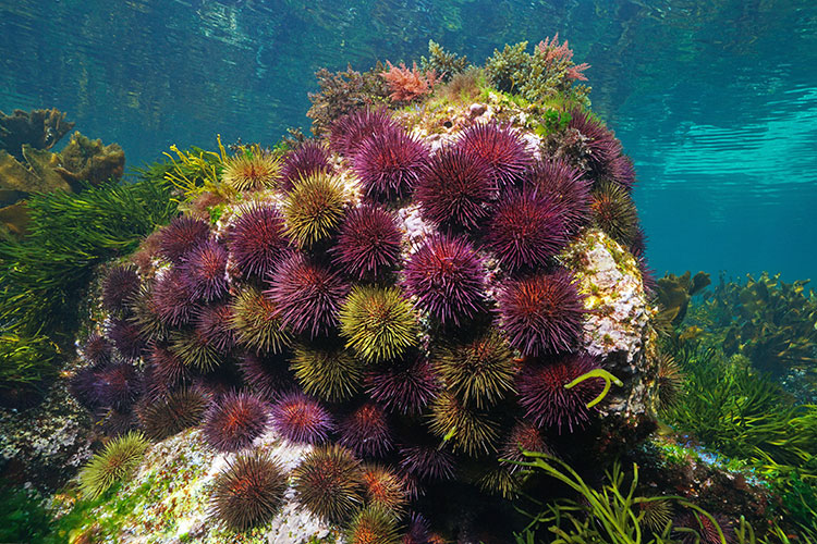 A cluster of brightly colored sea urchins in the ocean.