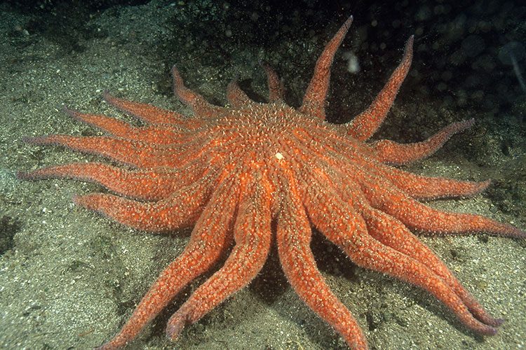 A sunflower sea star with multiple arms on the sea floor.