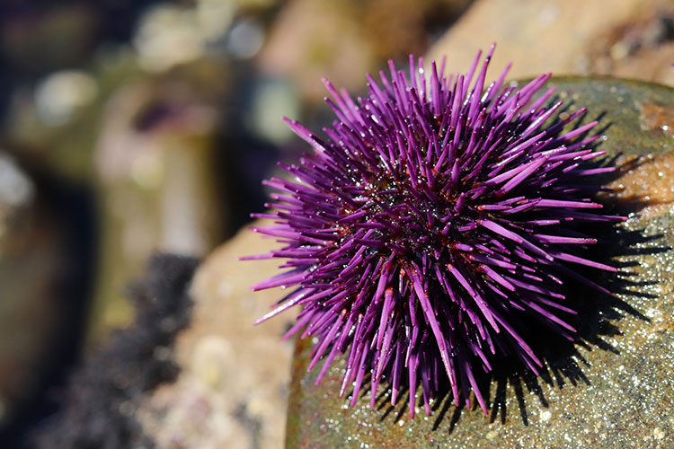 A bright purple, spiky sea urchin on the sea floor