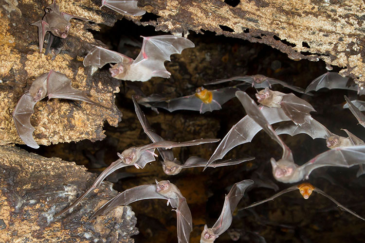 Photo of bats flying out of a cave