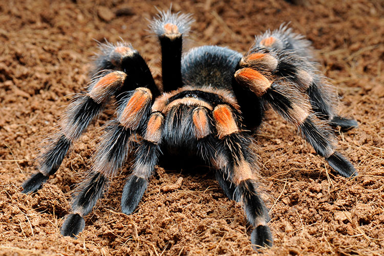 Image of a furry orange and black spider