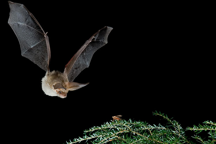 Image of a bat flying through the night sky