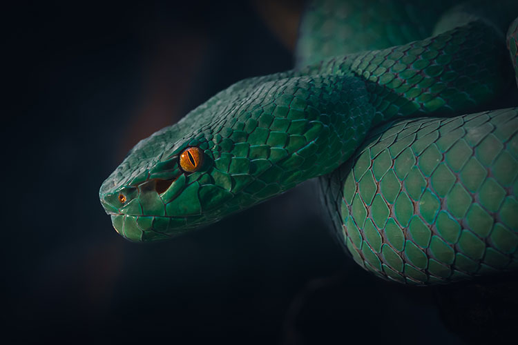 Image of a green snake with orange eyes