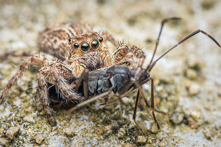 Image of a spider catching an insect its size