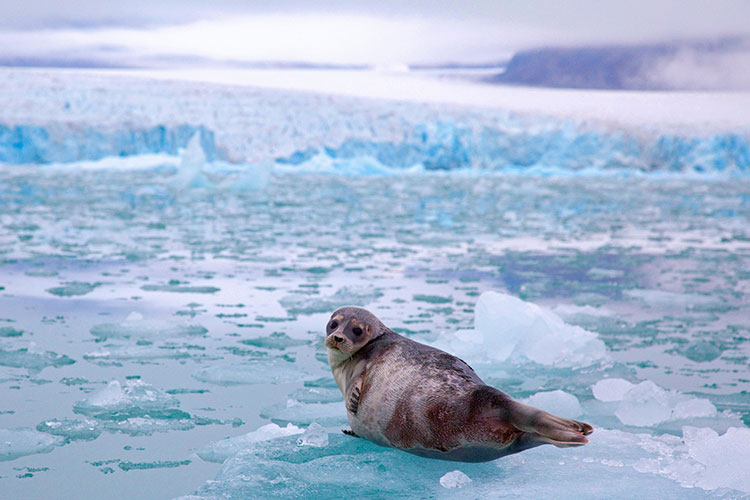 Image of a seal laying on an icy landscape